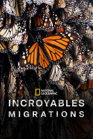Incroyables migrations streaming