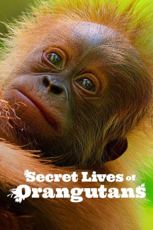 La Vie secrète des orangs-outans streaming