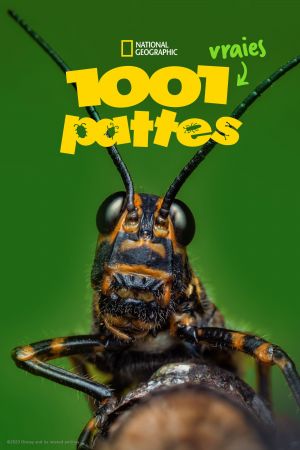 1001 vraies pattes streaming