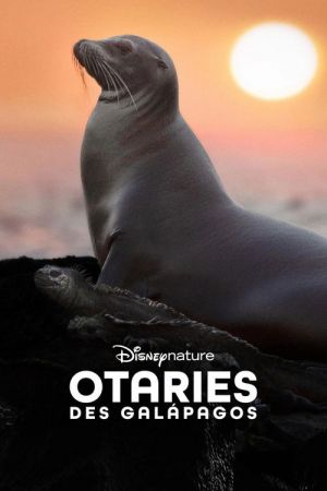 Otaries des Galápagos streaming