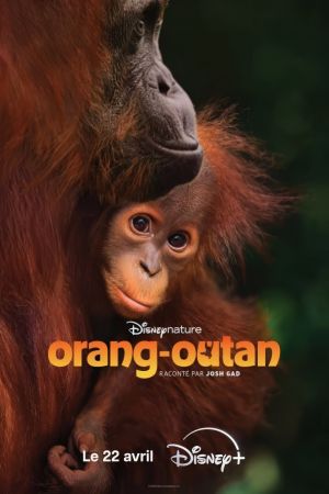 Orang-outan streaming